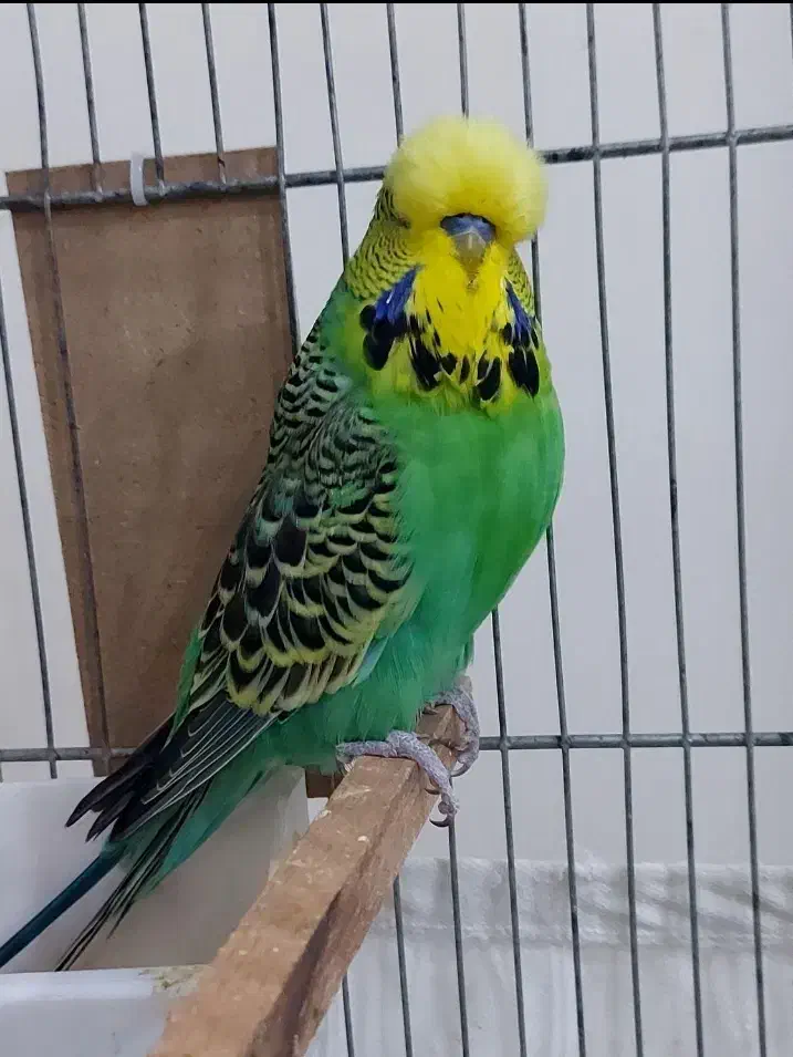 ویپ معاوظع باپرنده|پرنده|محمدشهر, محمدشهر|دیوار