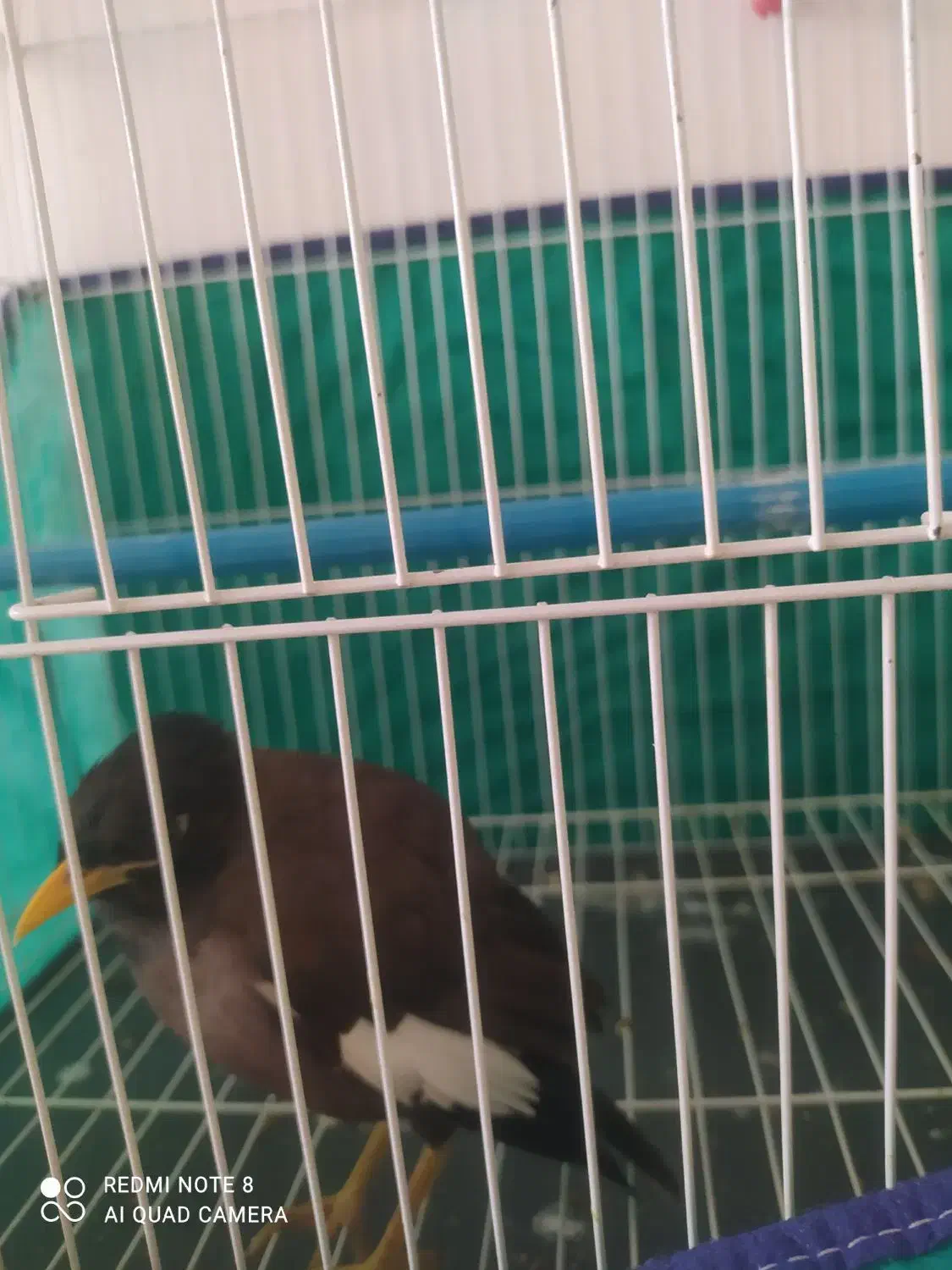 دوعددمرغ میناسخنگو|پرنده|بروجرد, |دیوار