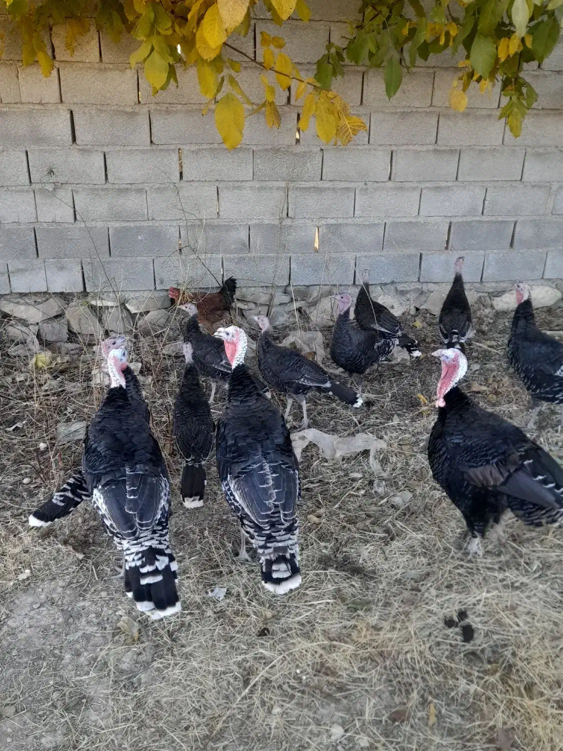 بوقلمون|حیوانات مزرعه|رزن, |دیوار