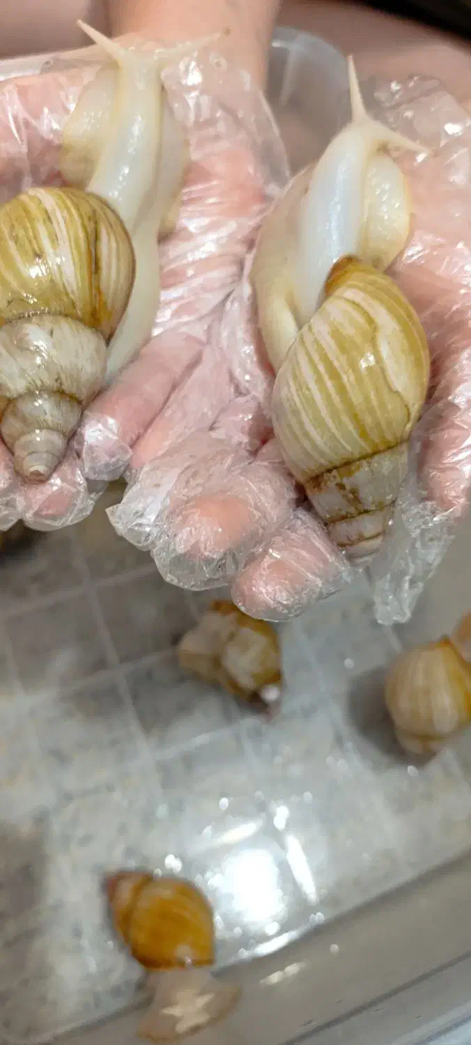 حلزون|خزنده|زرقان, |دیوار