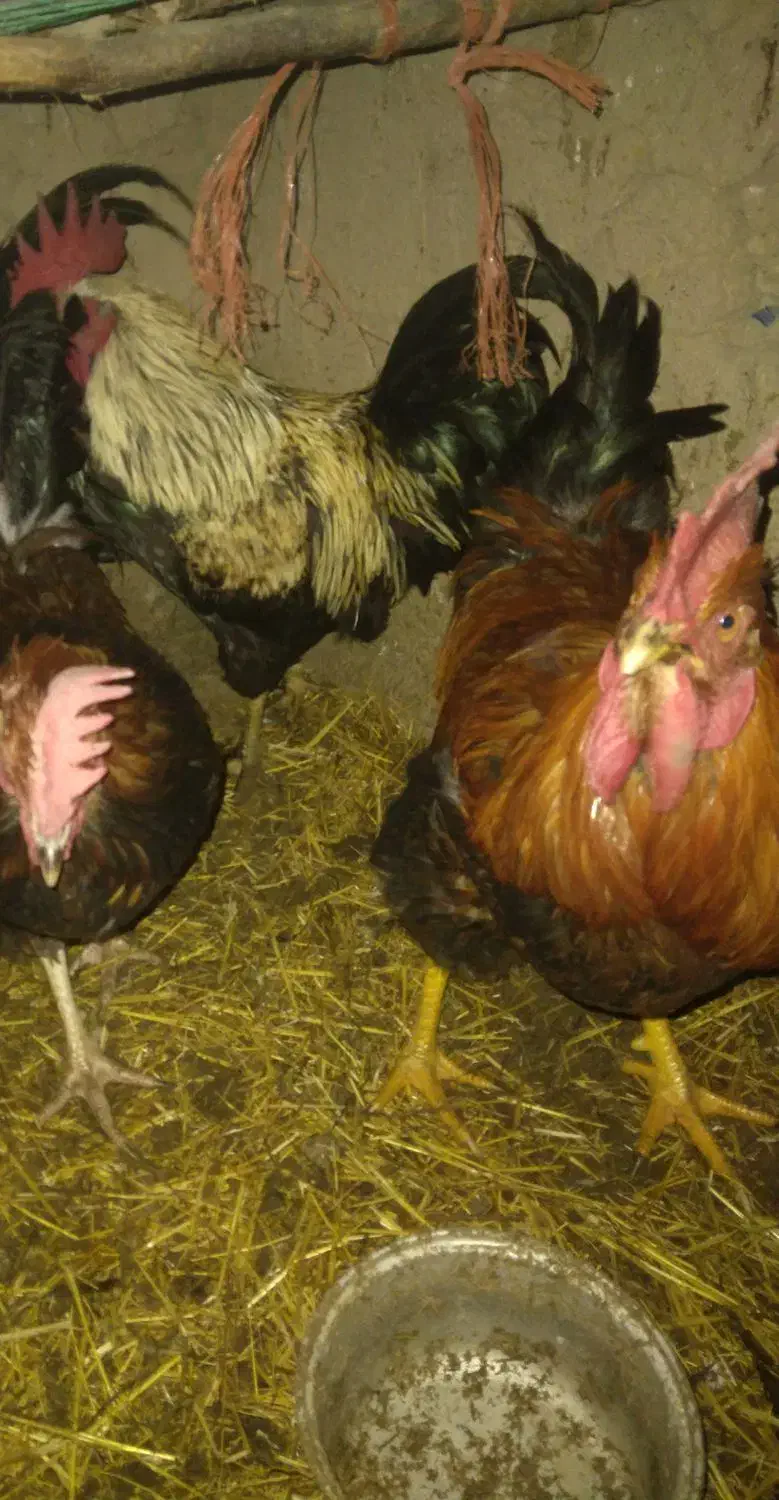 طیورمحلی. بهداشتی|حیوانات مزرعه|خرمدره, |دیوار