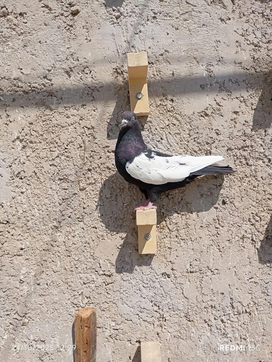 ماده سینه سیاه و طوقی|پرنده|مرودشت, پشت سایپا|دیوار