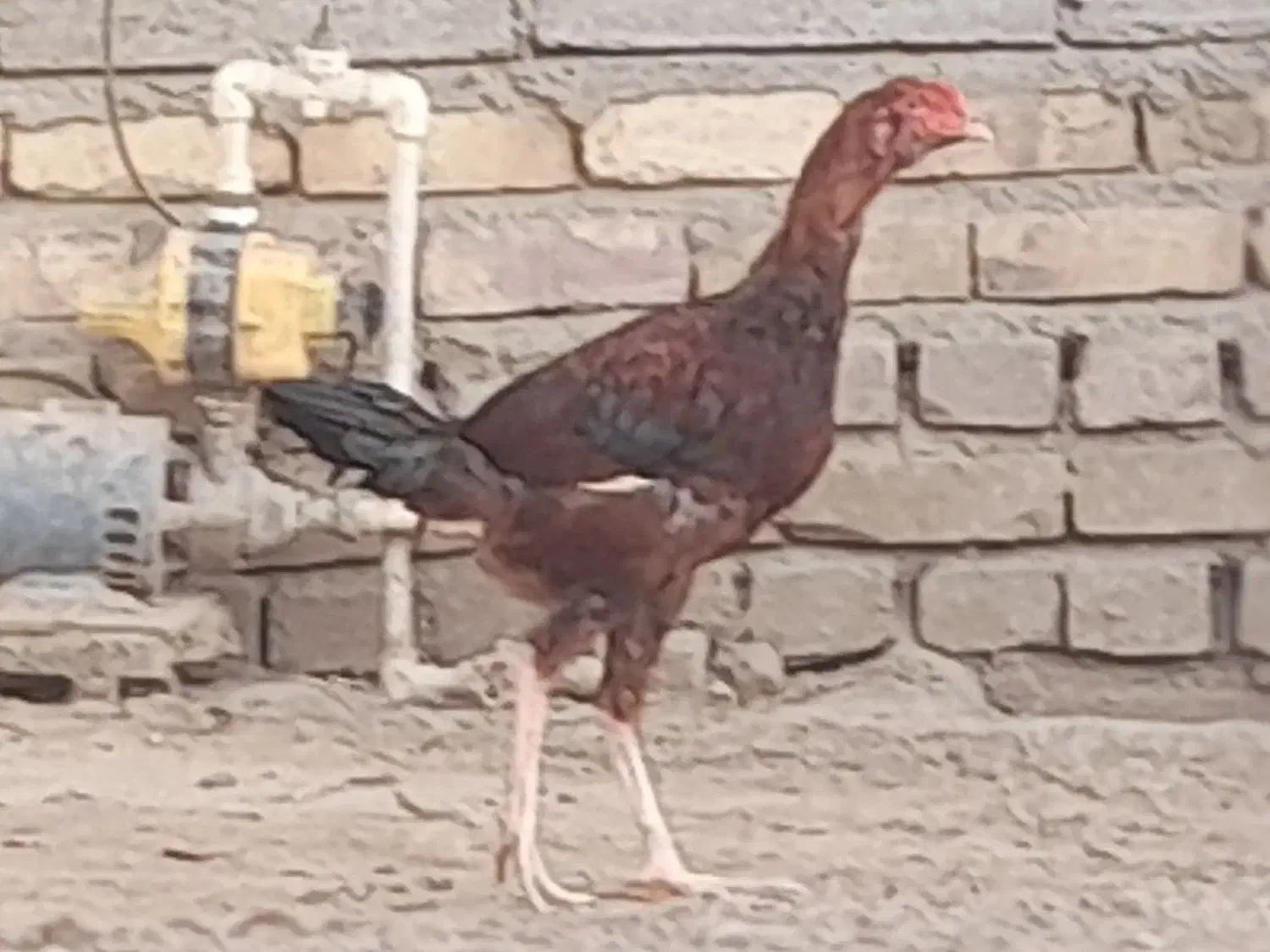 خروس و جوجه خروس|حیوانات مزرعه|زابل, |دیوار