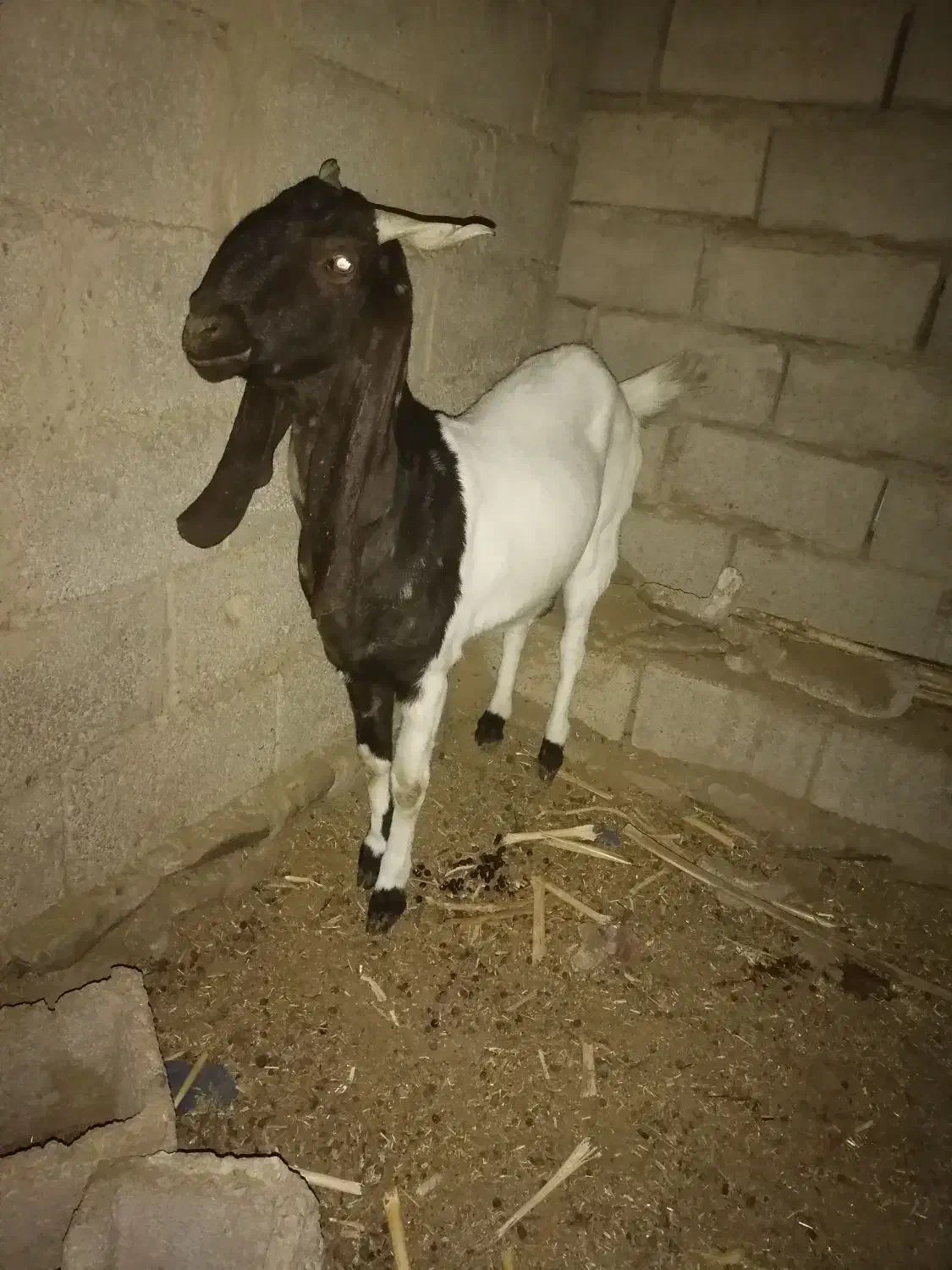 فروش بز آبستن چند قلوزا|حیوانات مزرعه|سراوان, |دیوار