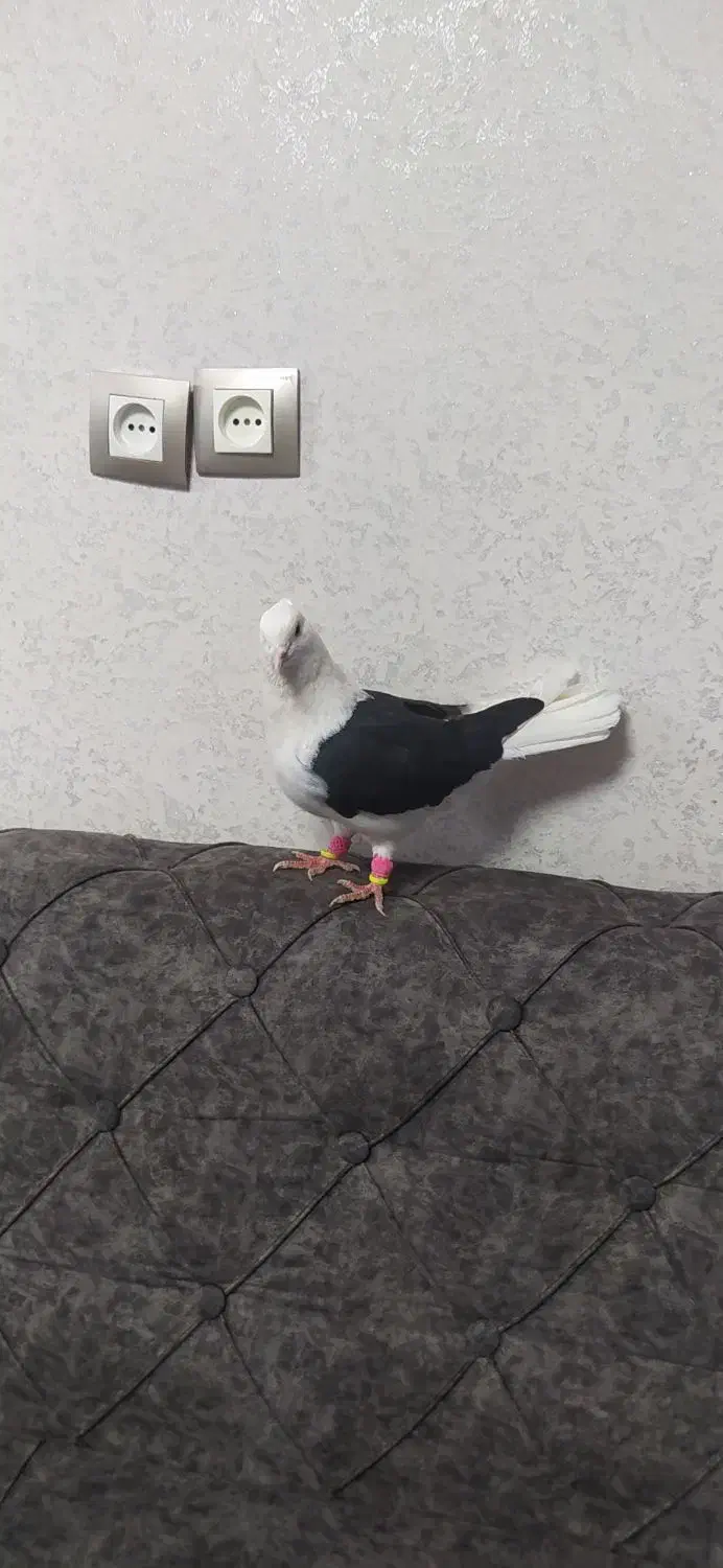 کفتر آس پشت سیاه نر چهار در چهار|پرنده|ضیاء آباد, |دیوار