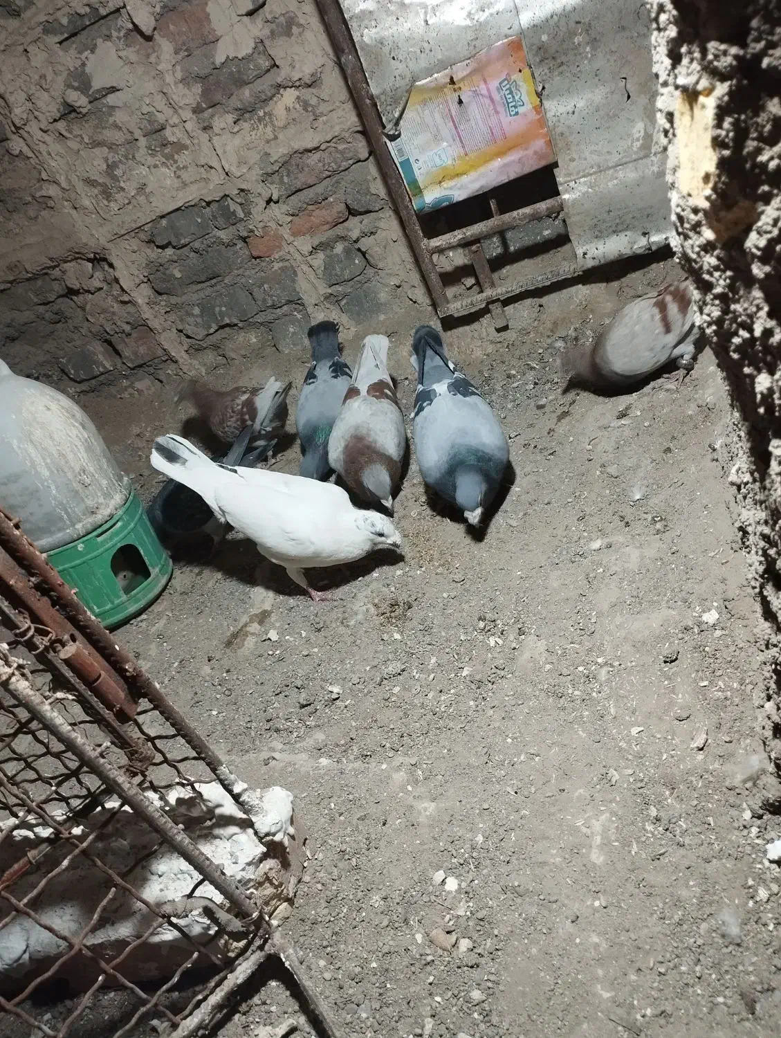 کبوتر|پرنده|نیمروز, |دیوار