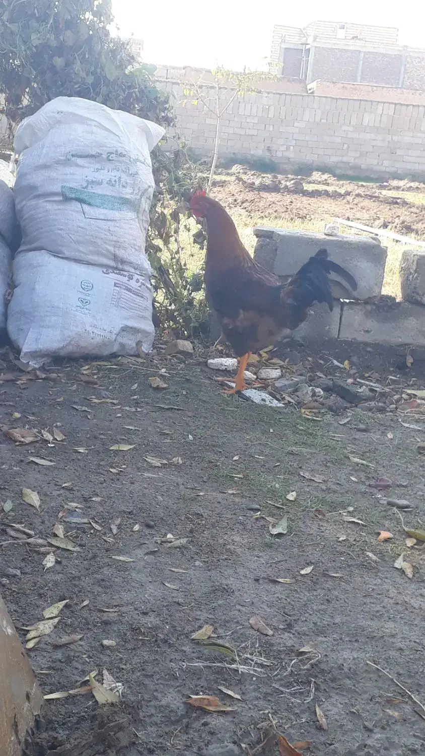 خروس محلی|حیوانات مزرعه|بکتاش, |دیوار