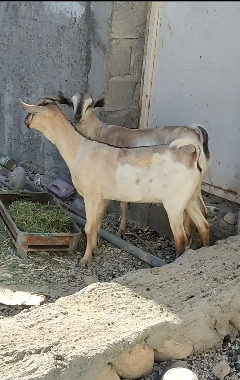 دو راس کره ماده سومال|حیوانات مزرعه|مهران (هرمزگان), |دیوار