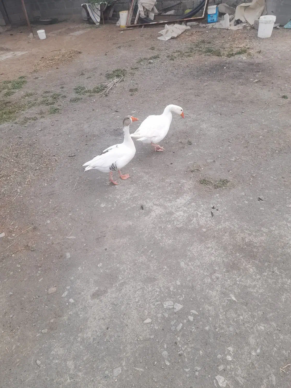 غاز|حیوانات مزرعه|چاه مرید, |دیوار