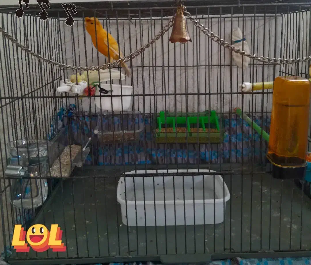 قناری پرتقالی کلکسیونی آنتیک قواره دار خوش رخ|پرنده|شهریار, شهریار|دیوار