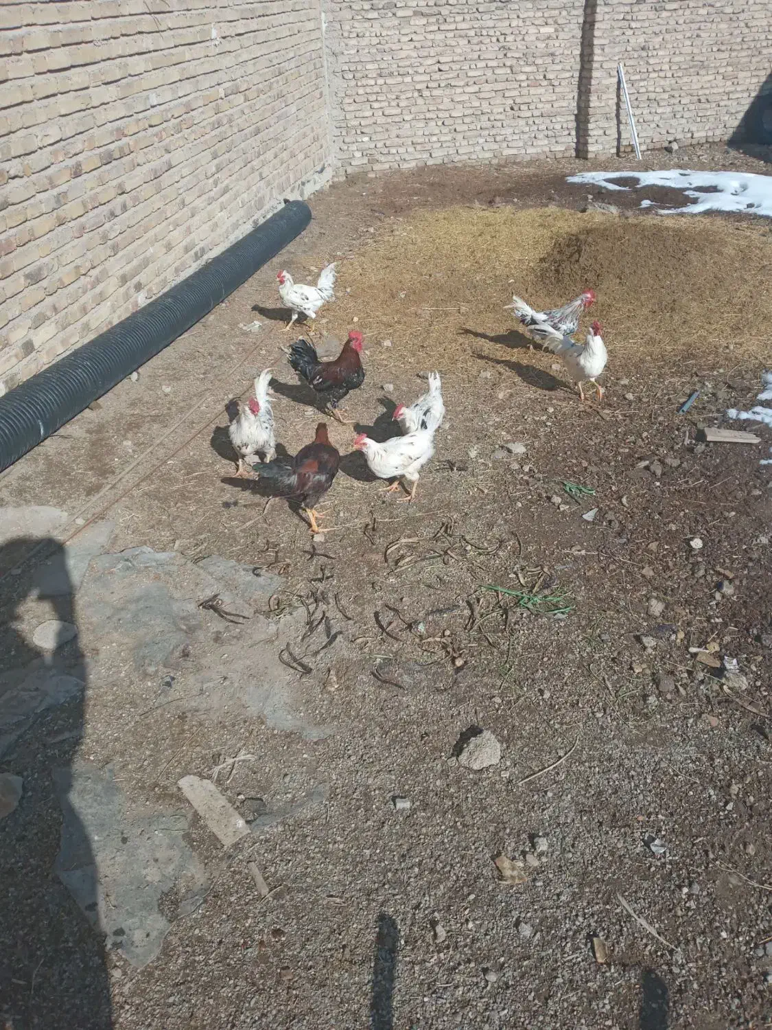 گلین|حیوانات مزرعه|بهار, |دیوار