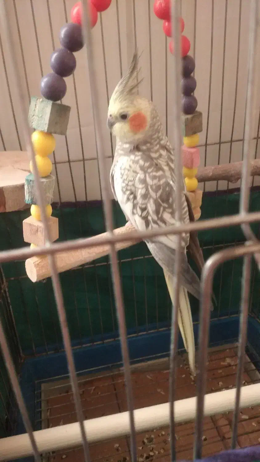 پرنده|پرنده|اسلامآباد غرب, |دیوار