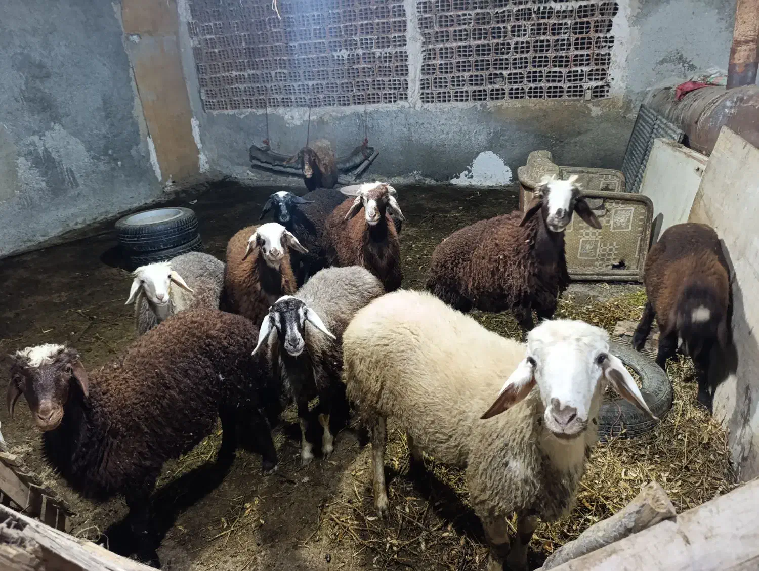 بره فروشی|حیوانات مزرعه|بندر گز, |دیوار