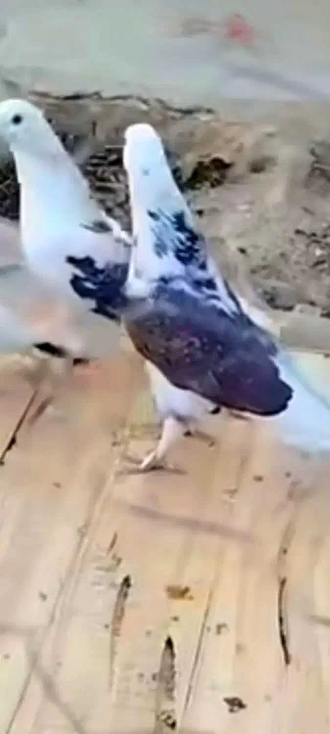 کبوتربازان|پرنده|فومن, |دیوار