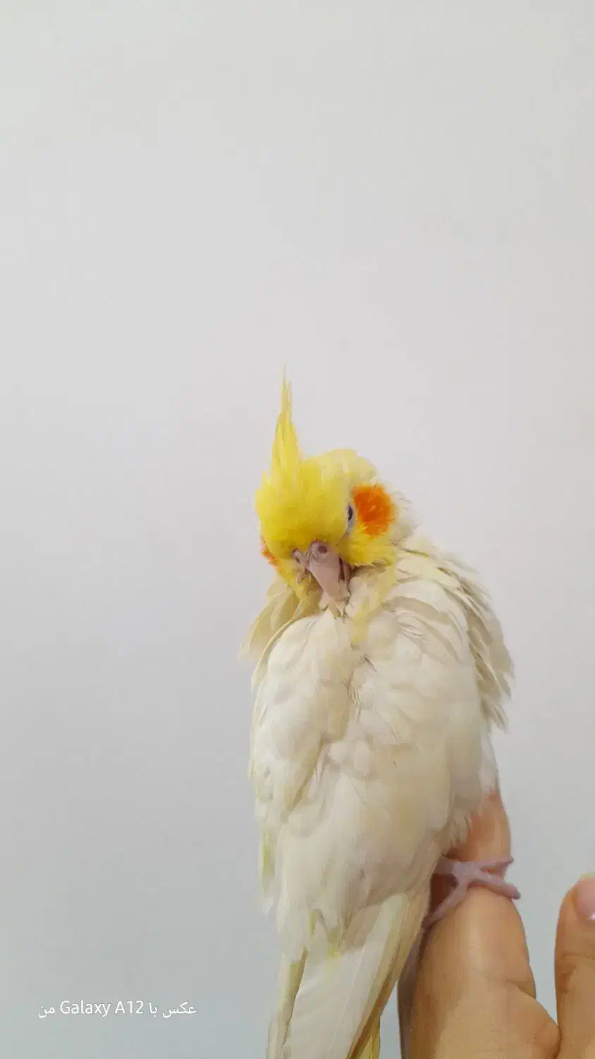 عروس هلندی لوتینو|پرنده|آبادان, |دیوار