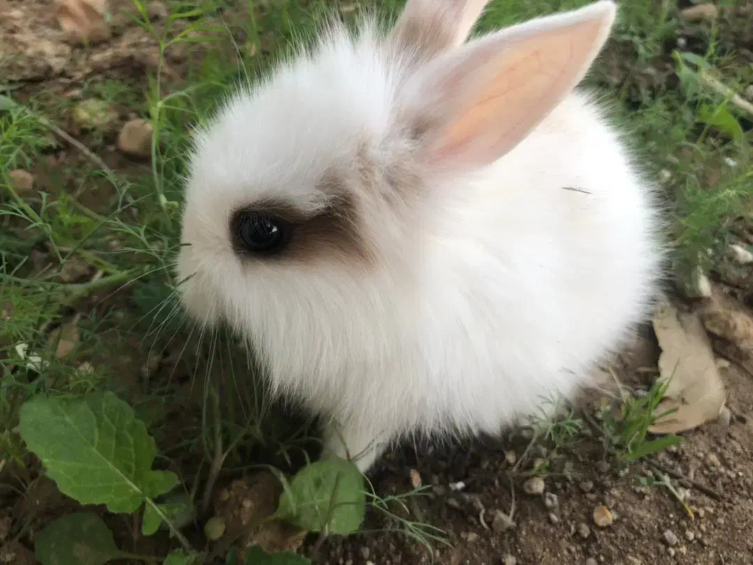 خرگوش لووپ|موش و خرگوش|یاسوج, |دیوار