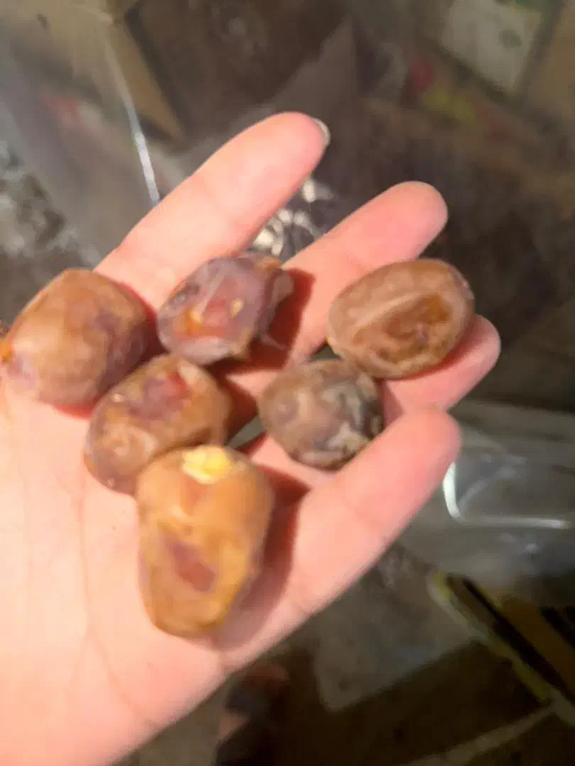 با سلام فروش خرمای برحی|عمده‌فروشی|شادگان, |دیوار