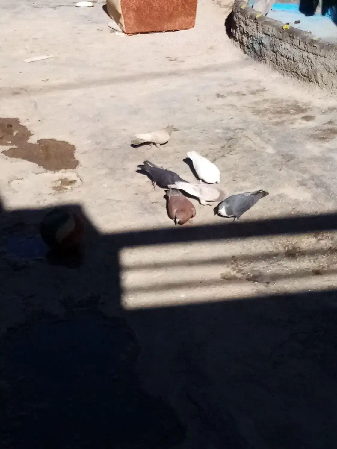 کبوتر|لوازم جانبی حیوانات|آباده, |دیوار