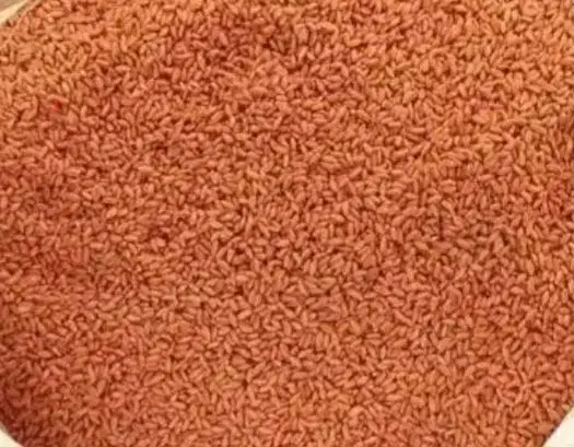 بذر گندم رقم کلکتور|گل و گیاه طبیعی|بیله سوار, |دیوار