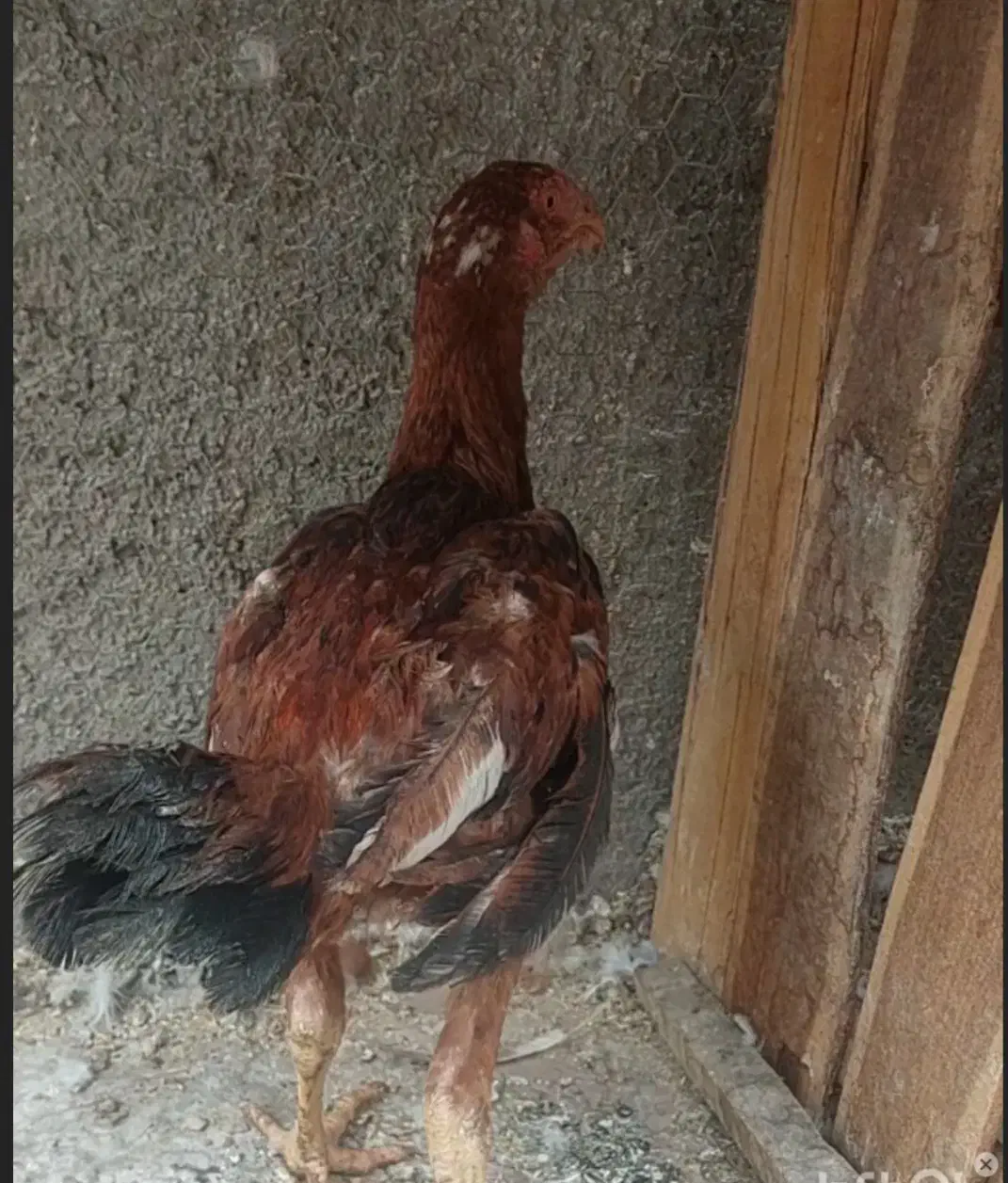 جوجه خروس لاری|حیوانات مزرعه|لنجان, |دیوار