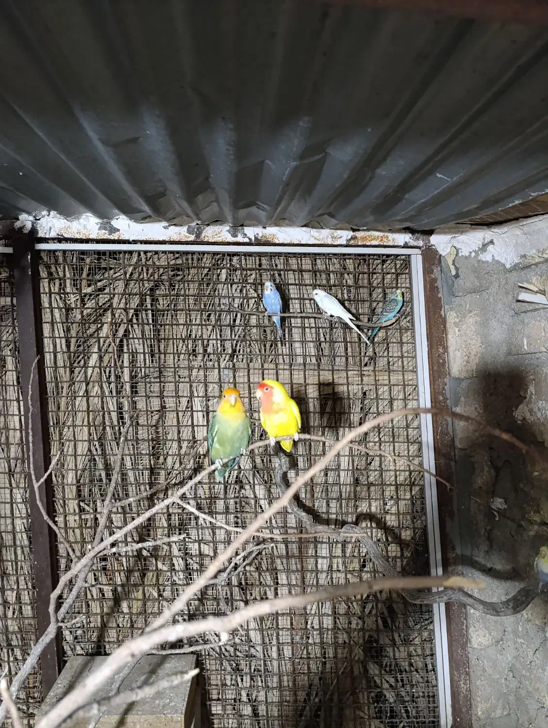 طوطی مرغ عشق|پرنده|نورآباد ممسنی, |دیوار