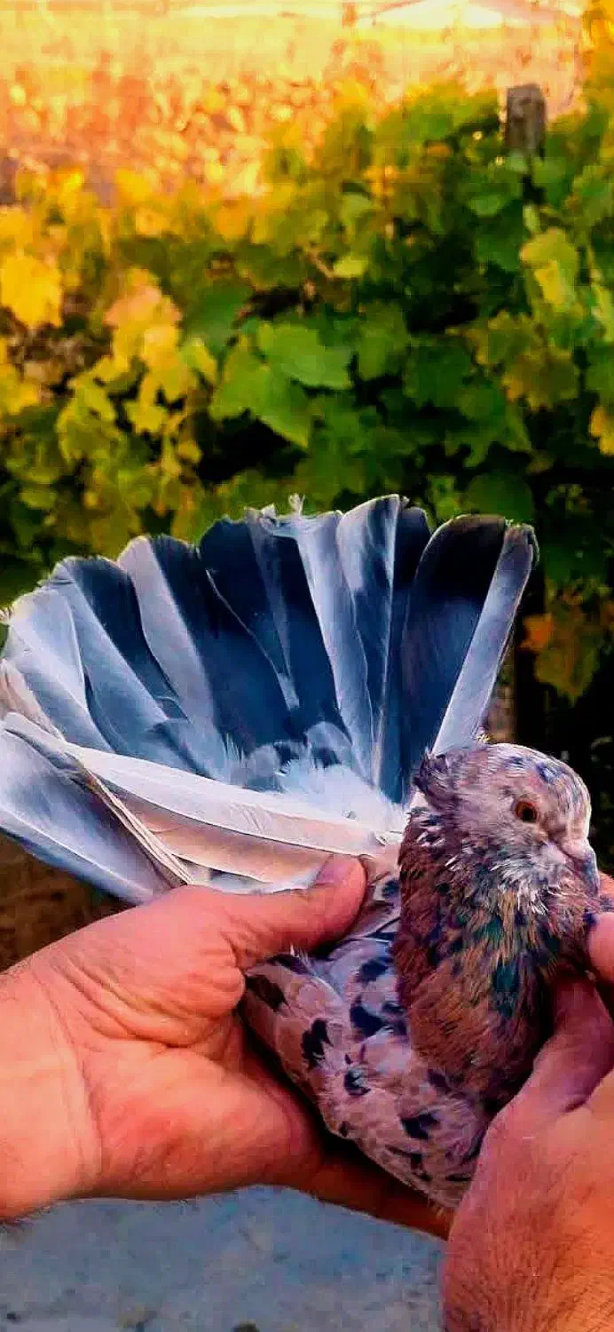 کبوتر ماده سرور شمرونی|پرنده|آستانه اشرفیه, |دیوار