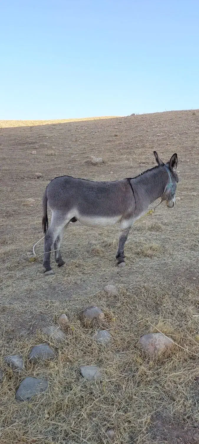 الاغ نر سواری|حیوانات مزرعه|کرمانشاه, |دیوار