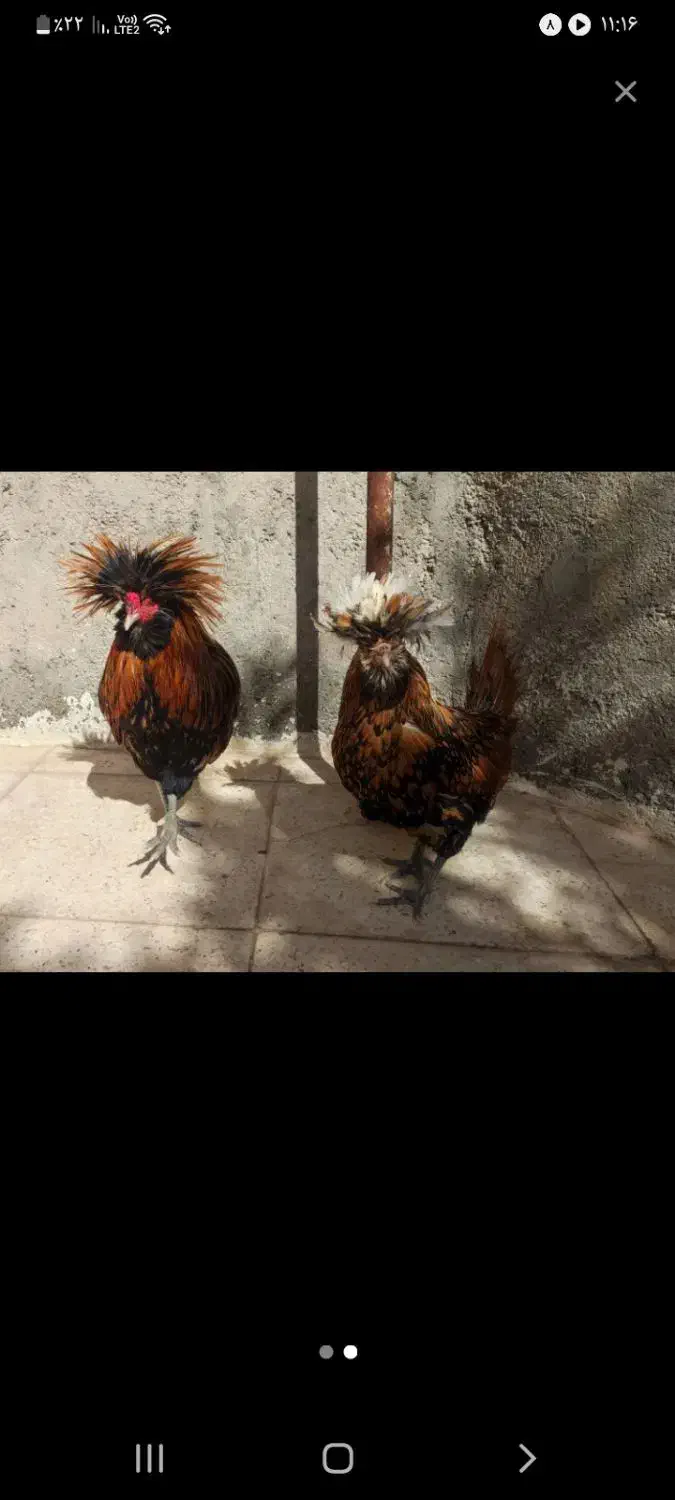 جفت لهستانی بالغ|حیوانات مزرعه|جغتای, |دیوار