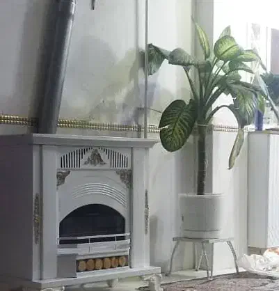 گل دیفن|گل و گیاه طبیعی|گرگان, |دیوار