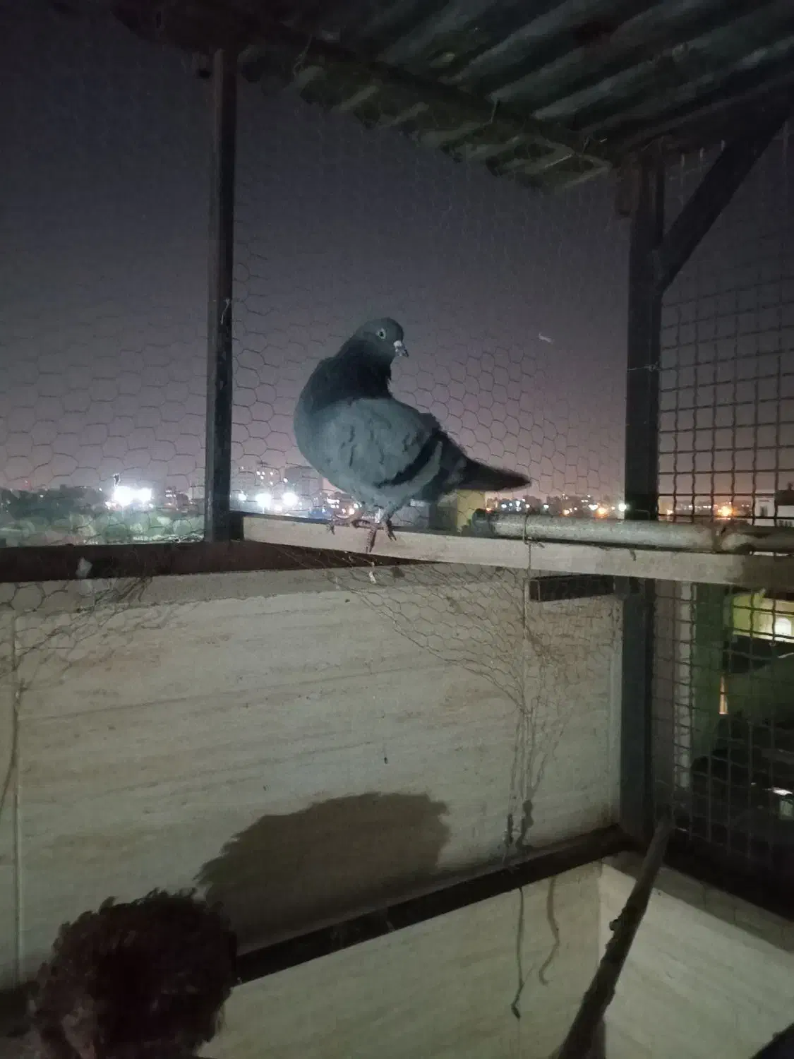 کفتر سبز پرشی نر|پرنده|تهران, نعمت‌آباد|دیوار