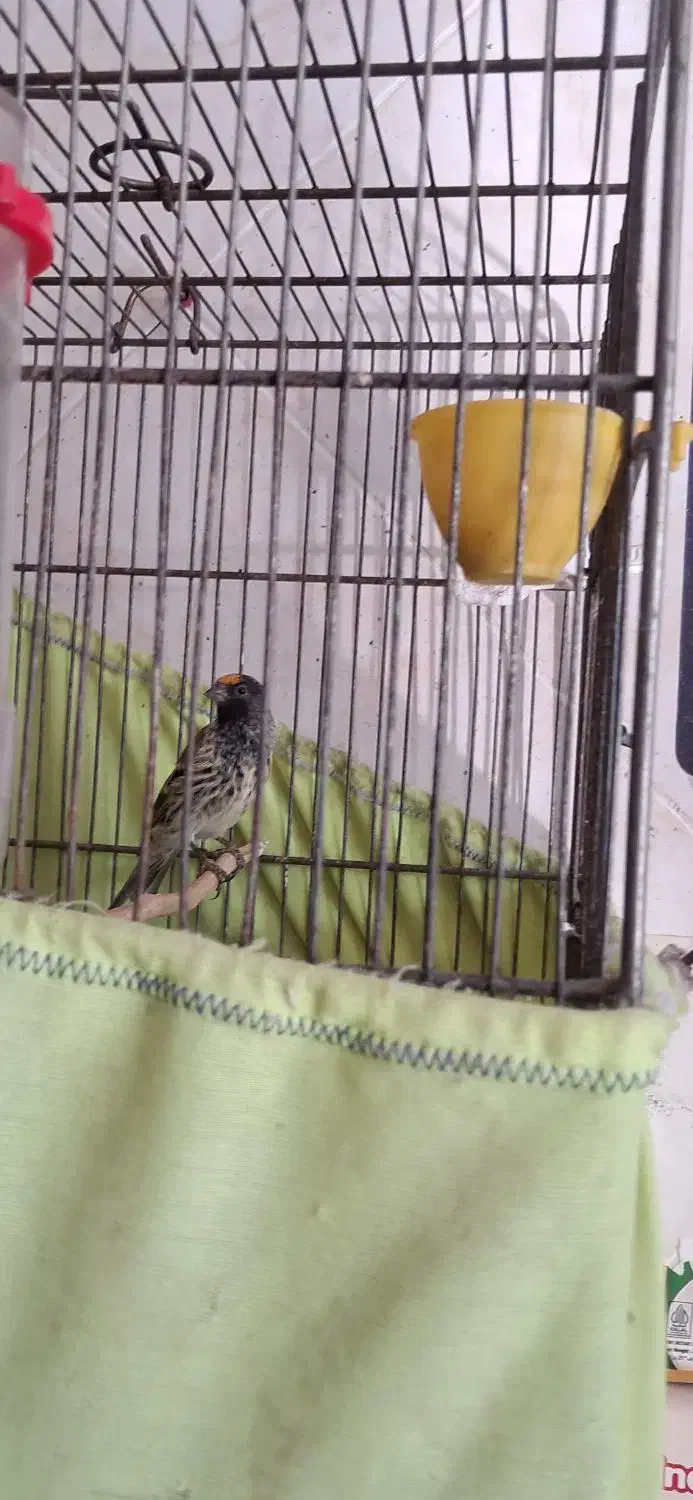 گلبسر جوجه قفس ۳ساله|پرنده|تهران, مشیریه|دیوار