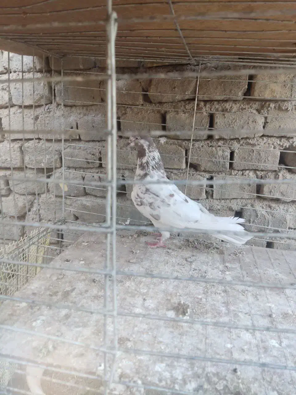 تعدادی کبوتر همه چی هسن غیر از پلاکی وطوقی|پرنده|بافق, |دیوار