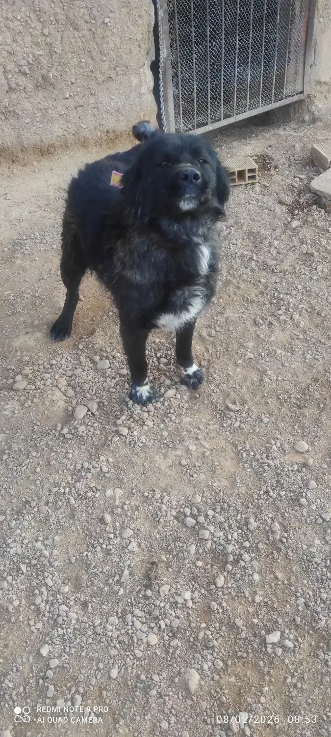 نر قدرجونی|سگ|مبارکه, |دیوار