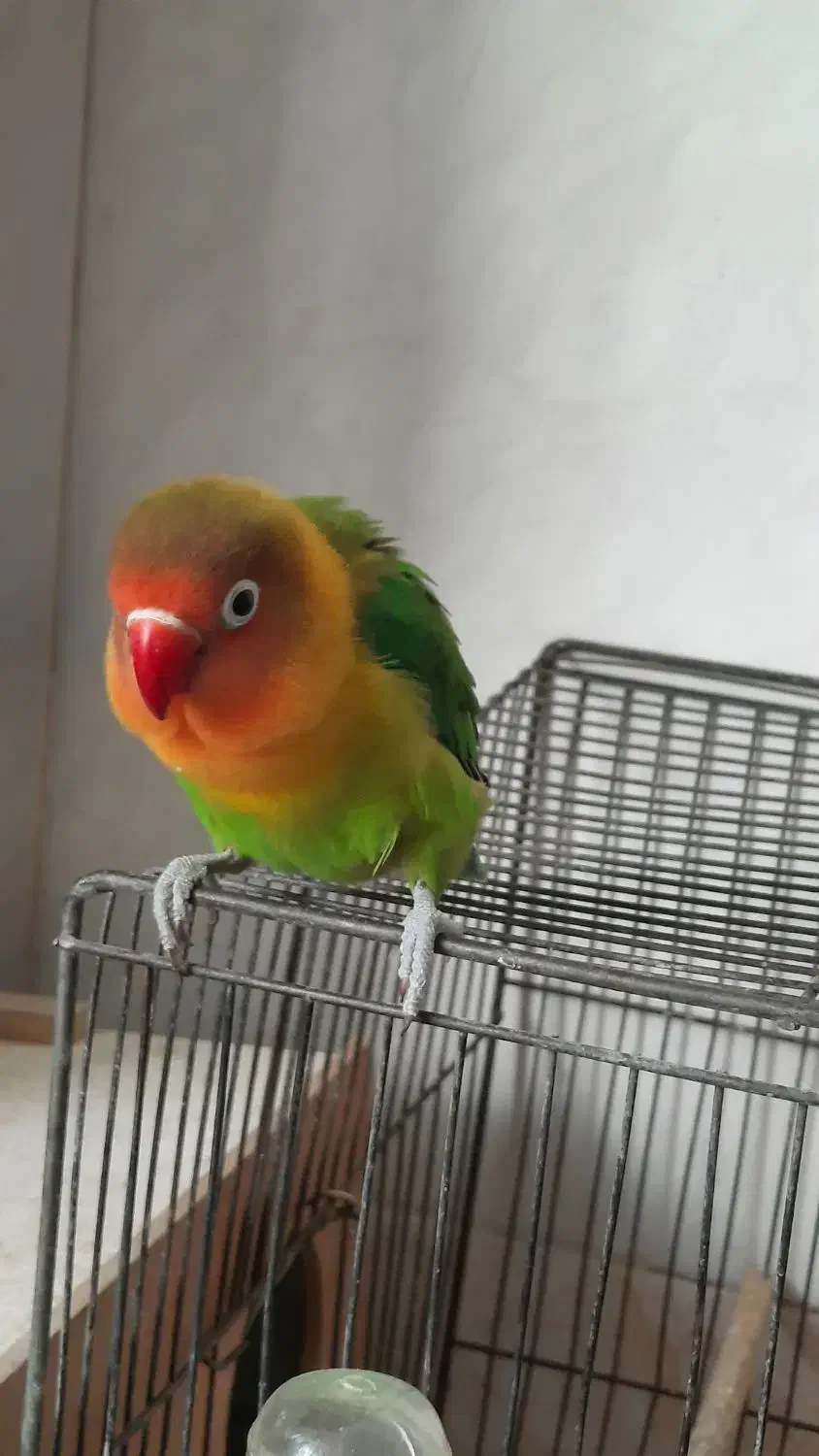 طوطی برزیلی|پرنده|اصفهان, گرکان|دیوار