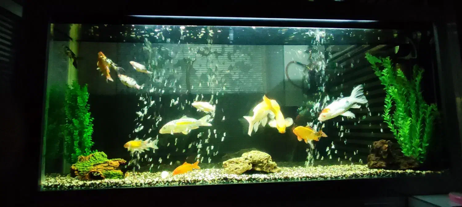 ماهی کوی|ماهی|مشهد, ایثار|دیوار