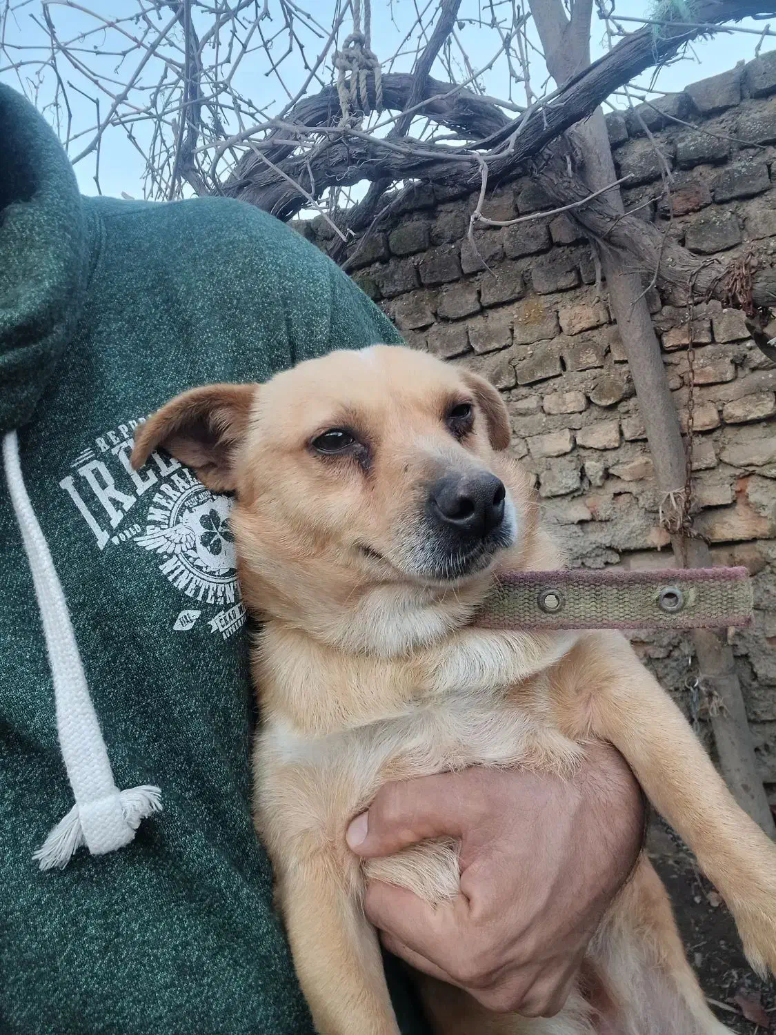 پاکوتاه|سگ|گنبد کاووس, |دیوار