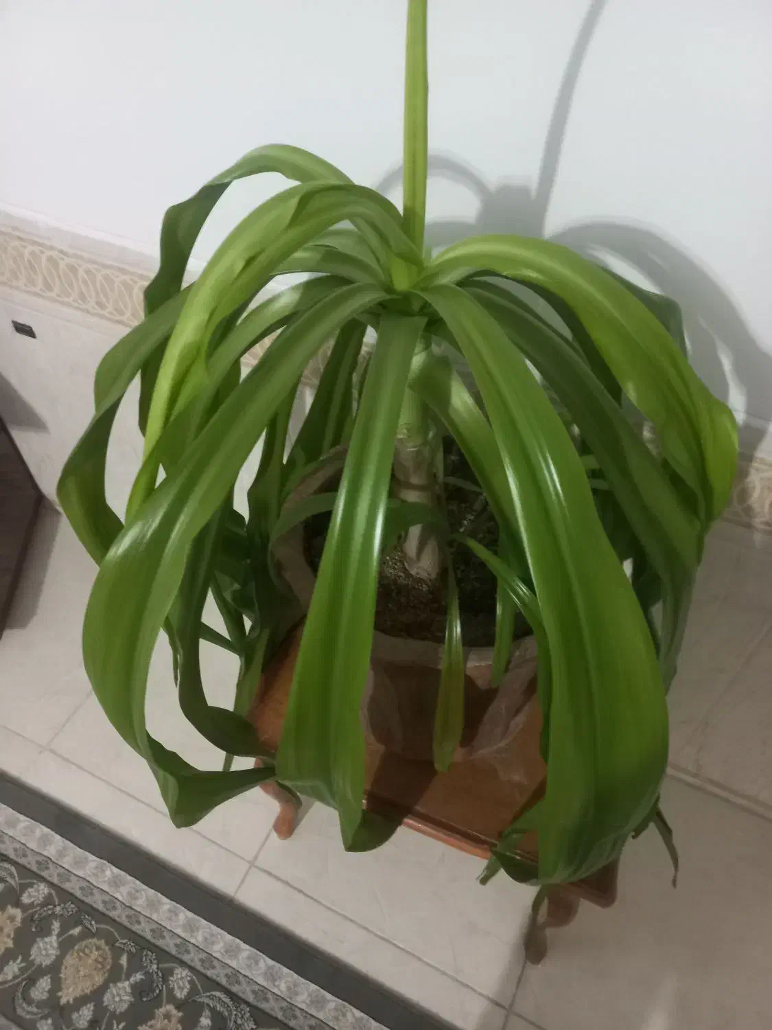 گل اشک ملکه ۴ ساله|گل و گیاه طبیعی|لنجان, |دیوار