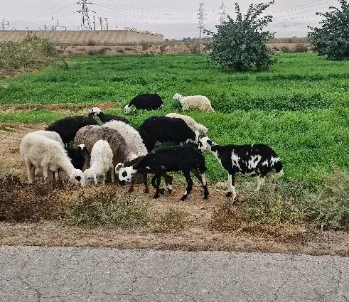 فروش چند راس گوسفند با بره|حیوانات مزرعه|اهواز, شهرک اندیشه|دیوار