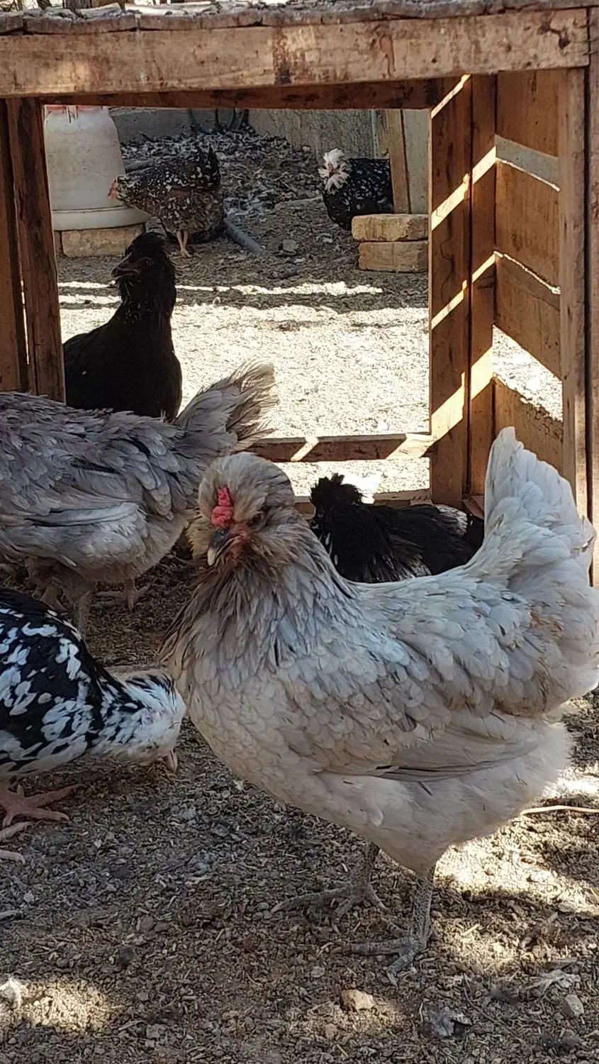 تخم مرغ نطفه دار گلین|حیوانات مزرعه|زنجان, |دیوار