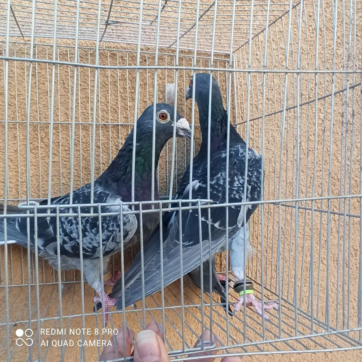 دو عدد سبز|پرنده|کاشمر, |دیوار