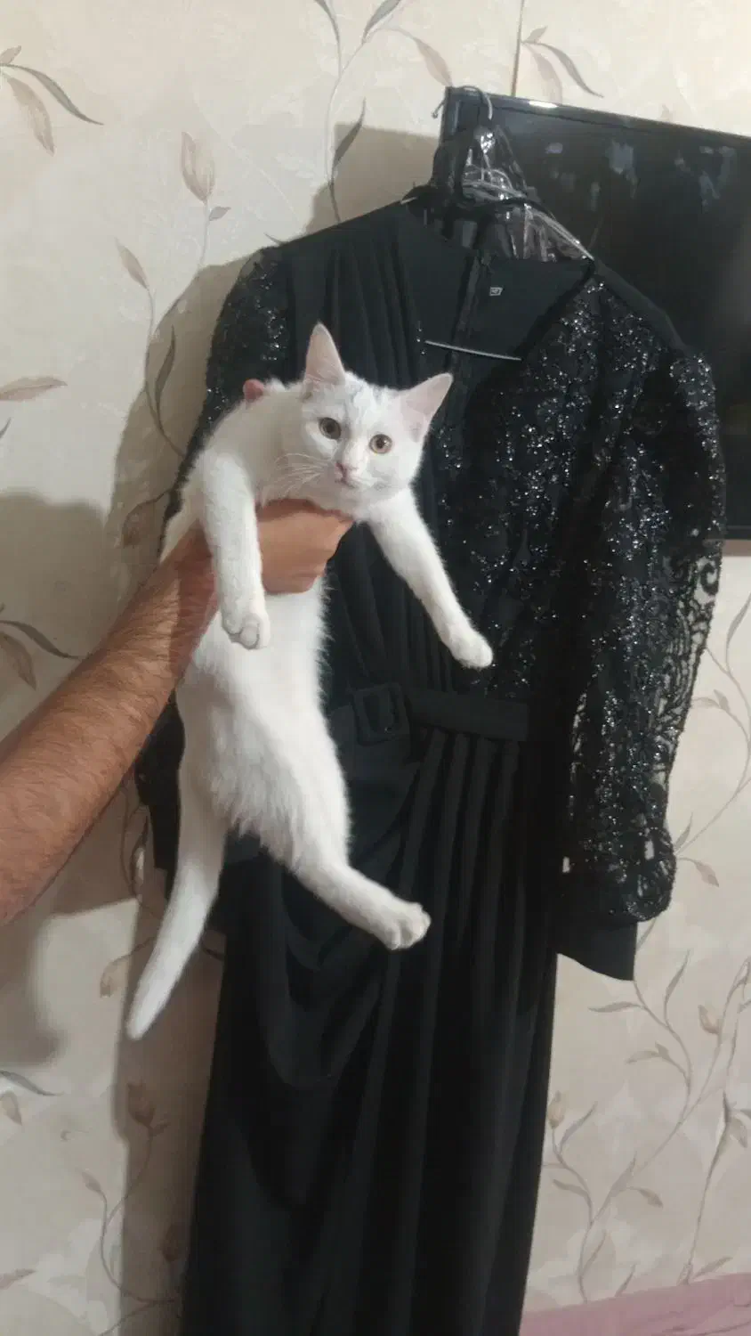 گربه پرشین بریتیش|گربه|کرمان, |دیوار