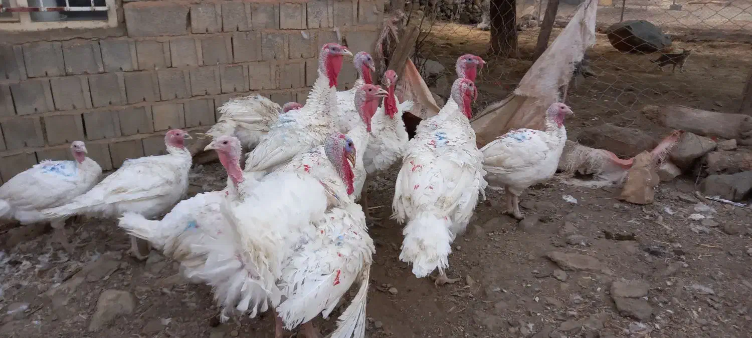 بوقلمون سفید صد درصد طبیعی|حیوانات مزرعه|بانه, |دیوار