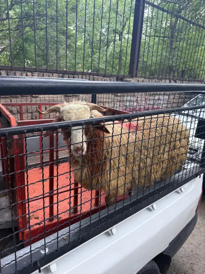 الو گوسفند شبانه روزی کل ایام هفته تحویل نیم ساعته|حیوانات مزرعه|تهران, فلسطین (میدان انقلاب)|دیوار