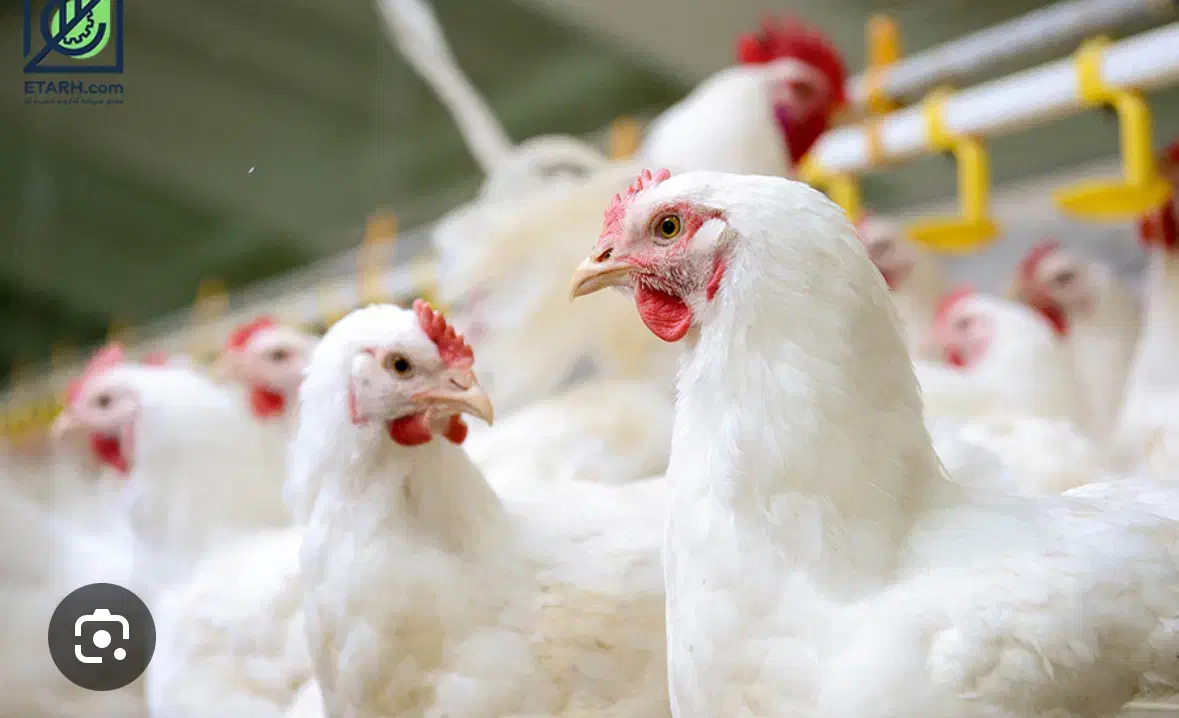 استخدام نیروی مرغداری|استخدام صنعتی، فنی، مهندسی|اردبیل, |دیوار