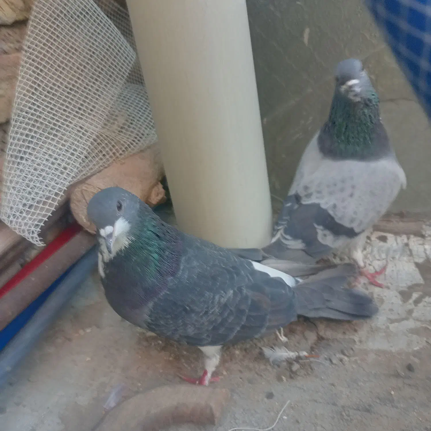 خرقه ابری|حیوانات|اصفهان, مولوی|دیوار