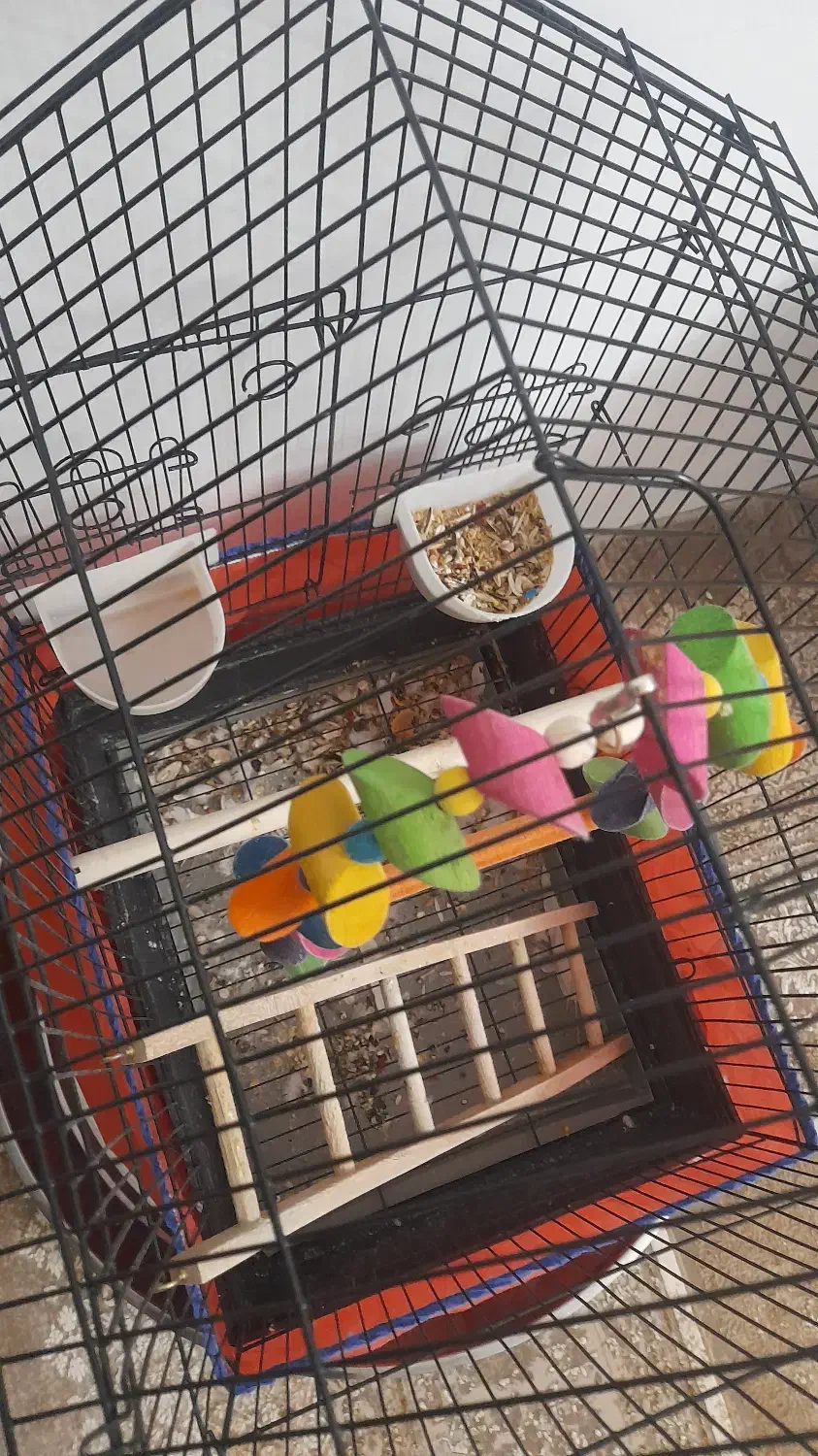 عروس هلندی گمشده|پرنده|قروه, |دیوار