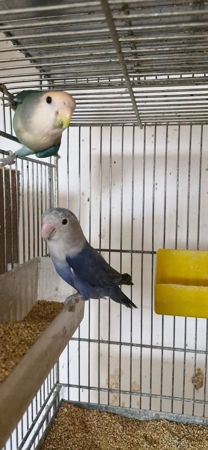 یک جفت کوتوله مولد|پرنده|مبارکه, |دیوار