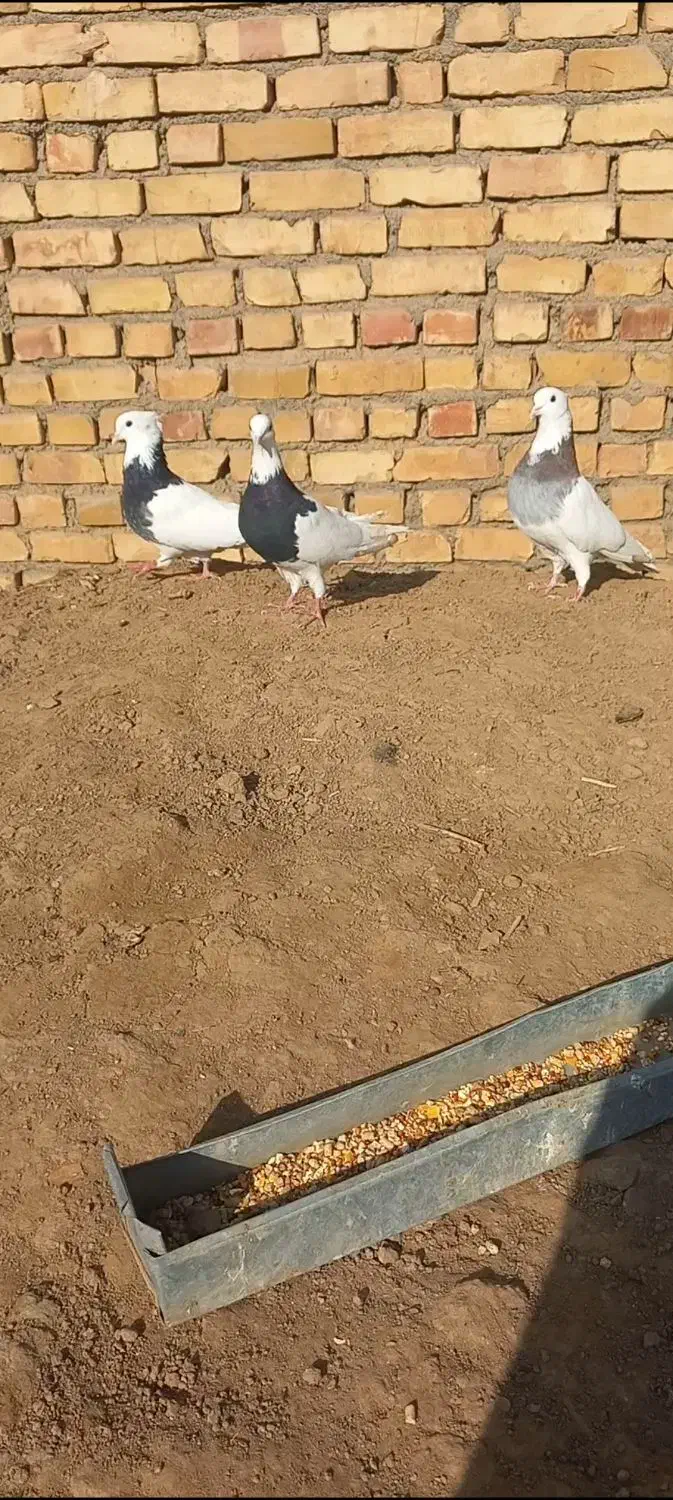 سه عدد کفتر طوقی|حیوانات مزرعه|تربت جام, یحیی آباد|دیوار