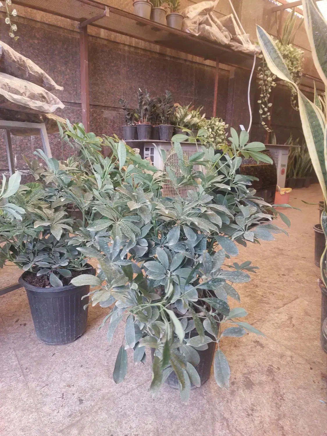 شفلرا سطل ۱۰ بزرگ|گل و گیاه طبیعی|تهران, سازمان آب|دیوار