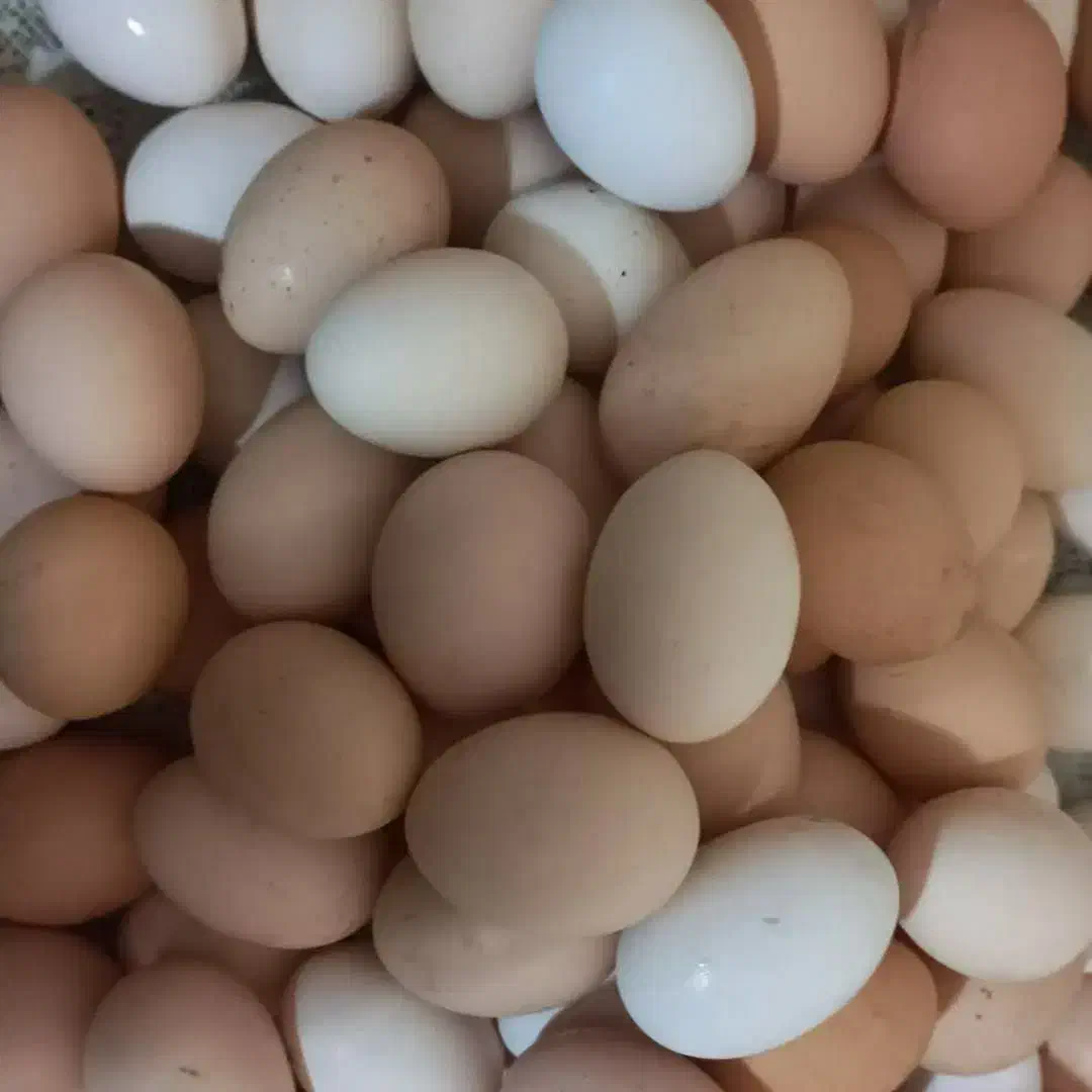 فروش تخم مرغ ارگانیک محلی|خوردنی و آشامیدنی|پلدختر, |دیوار